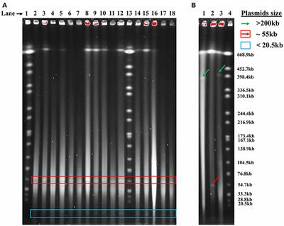 Molecular Characterization of Plasmids Harbored by Actinomycetes Isolated From the Great Salt Plains of Oklahoma Using PFGE and Next Generation Whole Genome Sequencing